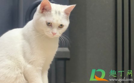 猫瘟空气传播几率大么(猫瘟病毒可以通过空气传播么)