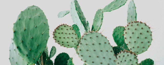 卧室能不能养仙人掌(屋内养仙人掌好吗)