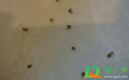 坐便器飞小虫子怎么处理(蹲便器里有小飞虫怎么办)