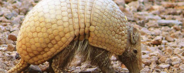 两者到底有什么不同(这两个有什么不同)