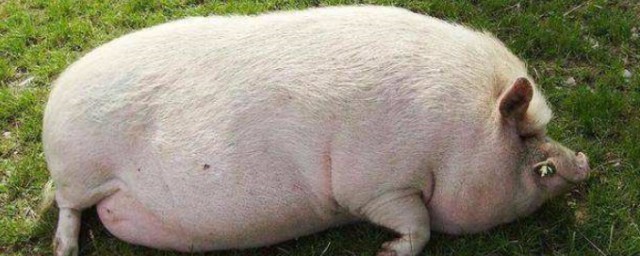 关于小城里分配猪权归属的热闹事