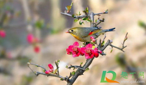 2022年打春是多少号(2022年是几九) 2022年打春是多少号(2022年是几九)