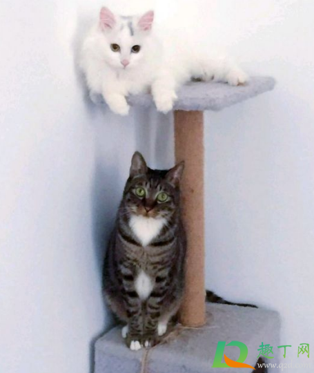 猫瘟病毒会附着在衣服上吗(猫瘟病毒会附着在物体上传给猫吗)