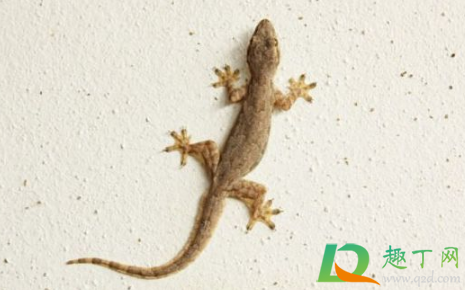 家里有壁虎是好事还是坏事(家里有壁虎是什么征兆 会不吉利吗)