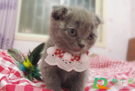 猫能自己挺过猫瘟吗(猫瘟猫可以挺过多久)