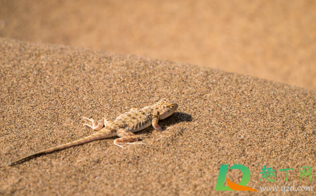 家里有壁虎是好事还是坏事(家里有壁虎是什么征兆 会不吉利吗)