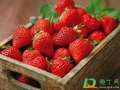草莓洗了可以明天吃吗(草莓洗过之后必须当天吃掉吗)