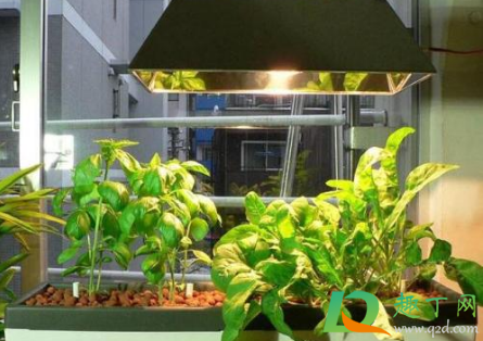 植物补光灯什么颜色的比较好(如何挑选植物补光灯) 植物补光灯什么颜色的比较好(如何挑选植物补光灯)