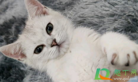 猫瘟会自愈吗(狸花猫猫瘟会自愈吗)