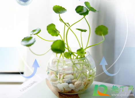 花卉营养液有保质期吗(养花营养液会过期吗?) 花卉营养液有保质期吗(养花营养液会过期吗?)