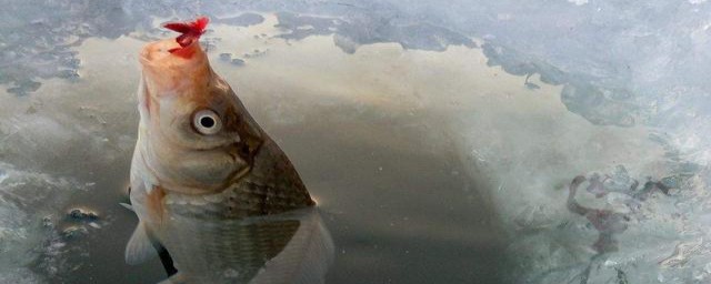 冬天钓鱼用什么饵料好(请问冬天钓鱼用什么饵料好)