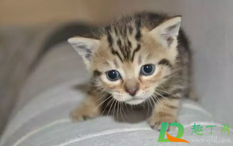 猫瘟病毒在84消毒液可以存活多久(猫瘟病毒能用84消毒液杀死吗)