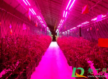 植物补光灯能促进开花吗(植物补光灯可以一直开吗)