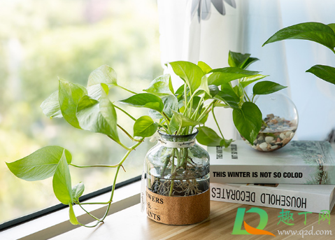 花卉营养液有保质期吗(养花营养液会过期吗?)