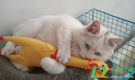 猫瘟空气传播几率大么(猫瘟病毒可以通过空气传播么)