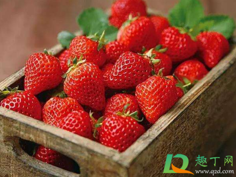 草莓硬的好还是软的好(草莓比较硬是什么原因) 草莓硬的好还是软的好(草莓比较硬是什么原因)