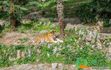 武汉动物园2021年1月1日关闭是真的吗(2020年1月22日起,武汉动物园暂停对外开放,原) 武汉动物园2021年1月1日关闭是真的吗(2020年1月22日起,武汉动物园暂停对外开放,原)