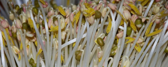 绿豆芽的种植步骤方法(绿豆芽的种植方法家用)