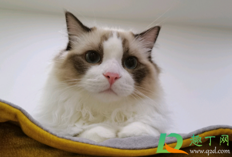 为什么猫瘟熬过七天就好了(猫瘟坚持7天就好了吗)