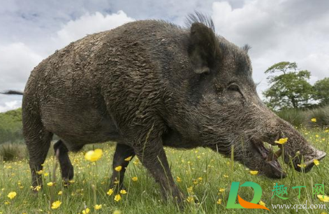 南京野猪为什么那么多(南京野猪从哪里来的)
