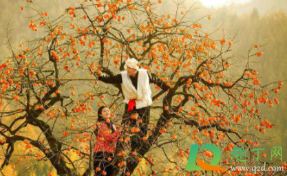 柿子不能和什么一起吃相克(柿子与什么不能吃相克)