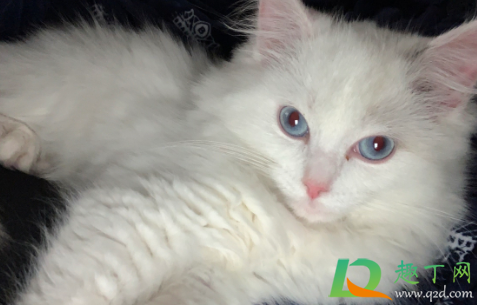 猫瘟是怎么引起的(猫瘟是怎么引起的?) 猫瘟是怎么引起的(猫瘟是怎么引起的?)