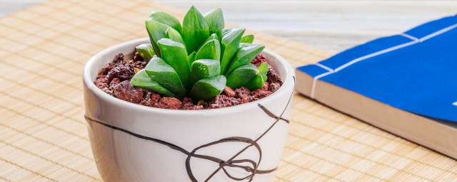 多肉植物的铺面石有哪些选择(多肉铺面石用什么石头最好?)