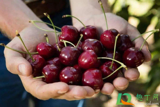 ​车厘子软了是不是不新鲜