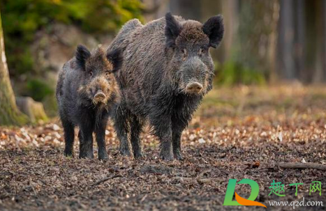 南京野猪为什么那么多(南京野猪从哪里来的)