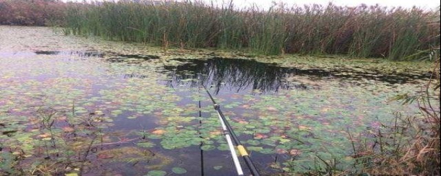冬天怎么在河里钓鱼(冬天河里钓鱼的技术及技巧)