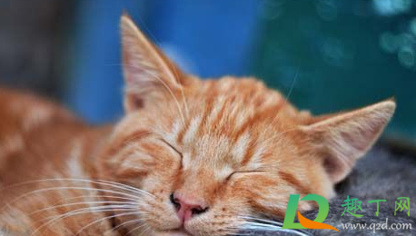 猫瘟会自愈吗(狸花猫猫瘟会自愈吗) 猫瘟会自愈吗(狸花猫猫瘟会自愈吗)