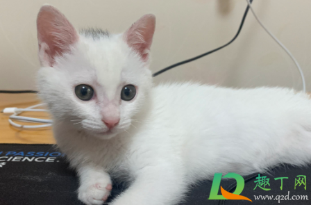 猫瘟空气传播几率大么(猫瘟病毒可以通过空气传播么)