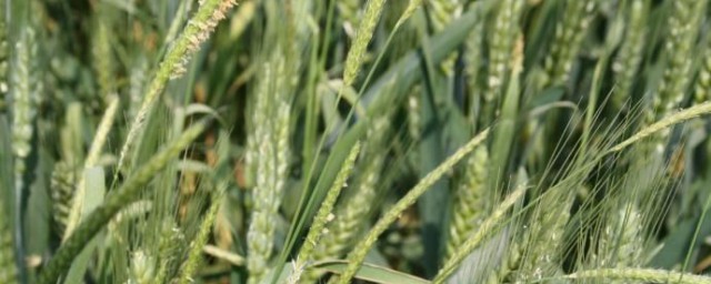 麦田杂草种类和用什么除草剂(麦田阔叶杂草除草剂)