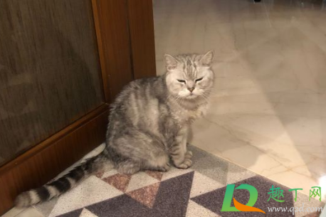 猫瘟多久传染给另一只猫(猫瘟多久传染给别的猫)