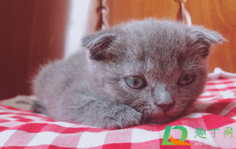 猫能自己挺过猫瘟吗(猫瘟猫可以挺过多久)