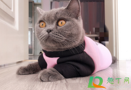 为什么猫瘟熬过七天就好了(猫瘟坚持7天就好了吗)