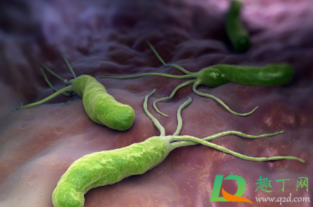 我国超一半人感染幽门螺杆菌是真的吗(中国有一半人有幽门螺杆菌吗)