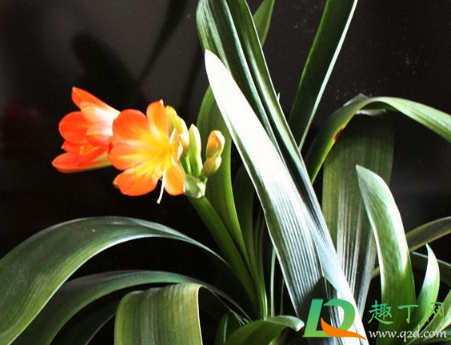 植物补光灯能给君子兰用吗(日光灯能给君子兰补光么)