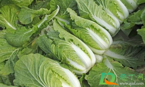 白菜叶子干枯是什么病(白菜叶边干枯是怎么回事)