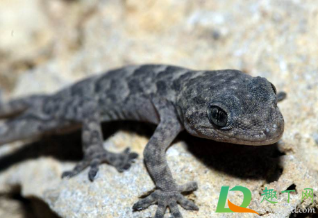 家里有壁虎是好事还是坏事(家里有壁虎是什么征兆 会不吉利吗)