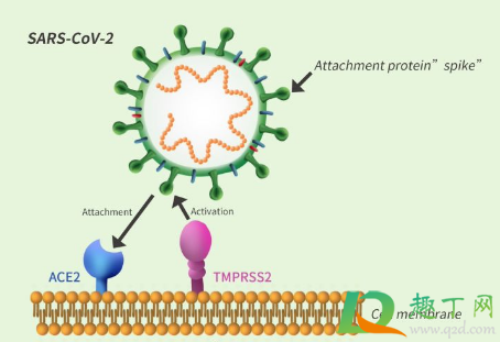 新冠病毒变异疫苗还有用吗(新冠病毒变异,疫苗有用吗)