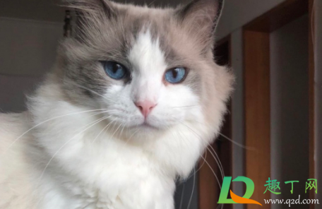 猫瘟会自愈吗(狸花猫猫瘟会自愈吗) 猫瘟会自愈吗(狸花猫猫瘟会自愈吗)