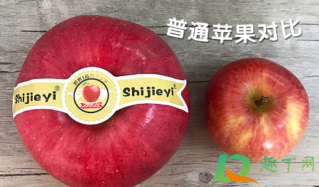世界一号苹果好吃吗(世界一号苹果口感) 世界一号苹果好吃吗(世界一号苹果口感)