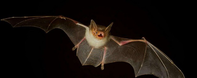 蝙蝠的生长繁殖(蝙蝠通过什么繁殖后代)