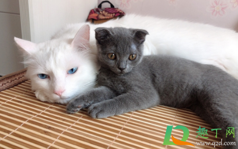 猫能自己挺过猫瘟吗(猫瘟猫可以挺过多久)