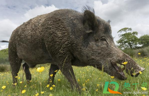 南京野猪进哪个奶茶店(南京茶野奶茶)