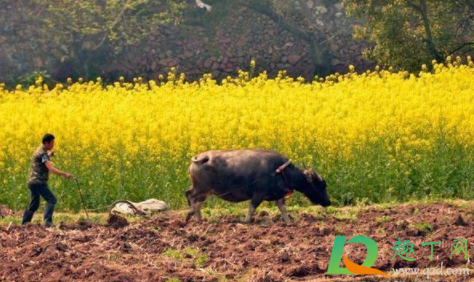 2021年不打春是什么意思(2021年打春是什么日子) 2021年不打春是什么意思(2021年打春是什么日子)