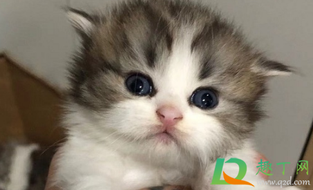 猫瘟多久传染给另一只猫(猫瘟多久传染给别的猫)