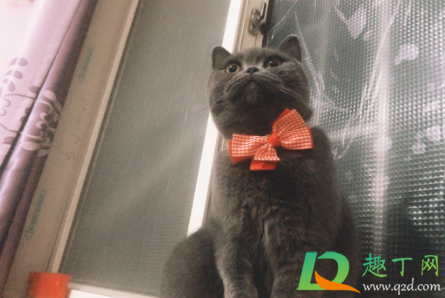 为什么猫瘟熬过七天就好了(猫瘟坚持7天就好了吗)