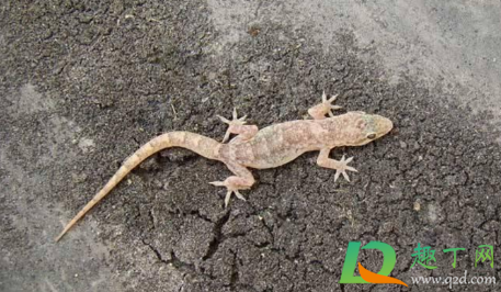 壁虎会在家里做窝繁殖吗(一只壁虎会不会在家里繁殖) 壁虎会在家里做窝繁殖吗(一只壁虎会不会在家里繁殖)